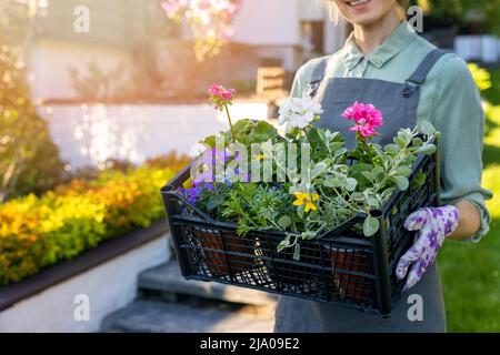 cassa di tenuta per giardiniere femminile con mix di colorati fiori estivi da giardino Foto Stock