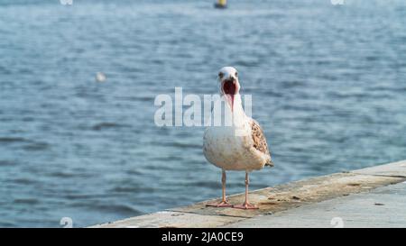 Gabbiano a bocca aperta si erge sul mare. Caccia di uccelli di fronte al paesaggio urbano. Foto Stock