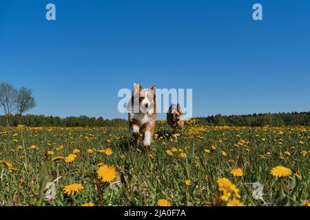 I cani pastorelli tedeschi e australiani stanno correndo allegri in campo di dentdelioni gialli nella giornata di primavera soleggiata. Due cani purredi tra fiori selvatici. Divertente Foto Stock