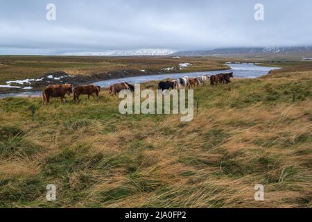 Cavalli islandesi pascolo mandria sull'Islanda occidentale, penisola di Vatnsnes. In Islanda vive solo una razza di cavalli. Cavalli islandesi belli e ben curati Foto Stock