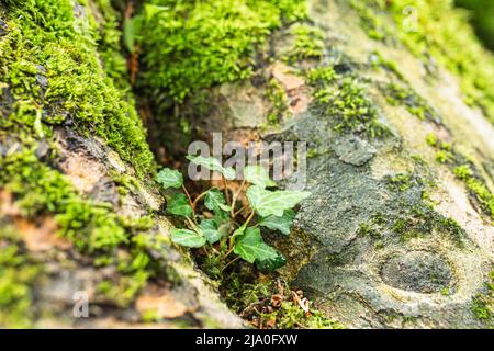 germoglio di edera tra radici di tronco di albero cresciuto con muschio. Soft focus. Concetto di bioprodotti, ecologia, nascita di nuova vita. Radice di albero in thicket Foto Stock