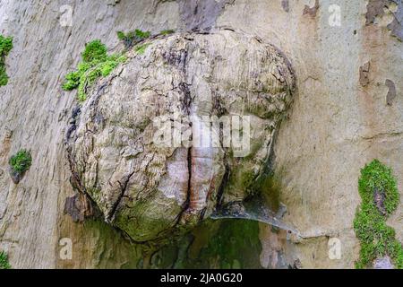 Grande crescita sulla malattia del tronco di albero di abbaio. Tumore sul tronco di albero, con cricca di cricca in mezzo, primo piano, cresciuto con muschio. Malattie di Sycamore Foto Stock