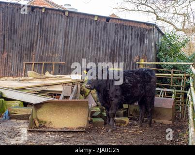 Gallese Black Cow tra i detriti nel cortile Foto Stock