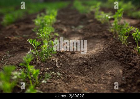 Carota piantato in giovani pianta. Orto, agricoltura, rurale, imprese Foto Stock