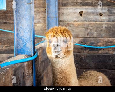 Alpaca in esso è stalla guardando i visitatori passare vicino Foto Stock