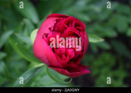 Grande peonia viola, molti petali e fiore succosa nel cespuglio. Fiori di peonia viola come un concetto floreale estivo. Cura di peonie e piante da giardino. Terra Foto Stock