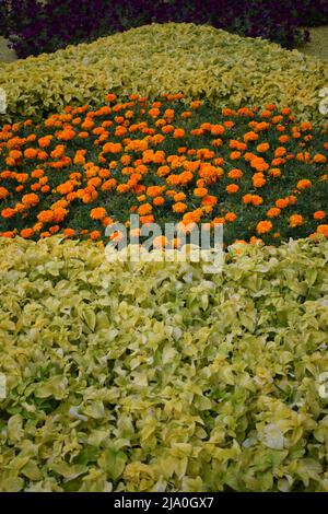 Bella arancio Marigold fiori, sorprendente estate fiori di macchia marigold, estate flora ornamentale. I marigolds fioriti di arancio crescono sul fiore. Foto Stock