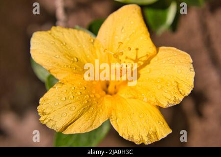 Fiore giallo di ibisco nel mese di marzo a madeira portogallo Foto Stock