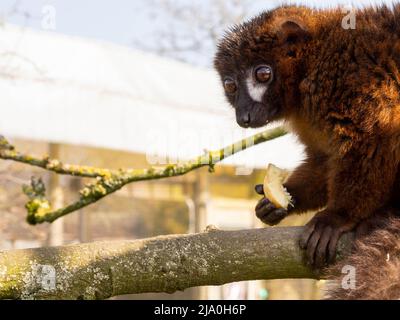 Comune lemure bruno mangiare al sole di primavera Foto Stock