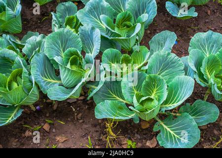 Cauliflower, Brassica oleracea, coltivato in modo biologico sulle colline dell'Uttarakhand India. Regione Himalayana dell'India settentrionale. Foto Stock