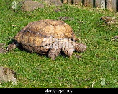 Tartaruga gigante che fa una passeggiata nel sole di Springtime Foto Stock