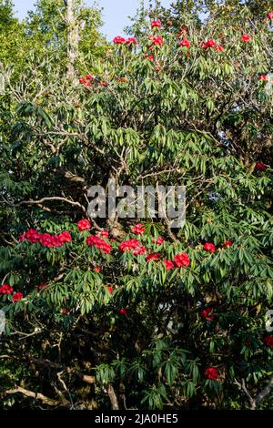 Buransh, Rhodendron Arboreum alberi nella foresta con fiori rossi in fiore nel Himalaya. Uttarakhand India Foto Stock