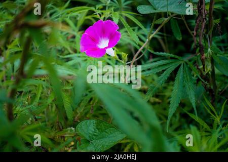 Un primo colpo di gloria rosa mattina, Ipomoea zero fioritura nelle foreste di Uttarakhand, lo stato settentrionale di India.valle dei fiori. Foto Stock