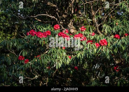 Buransh, Rhodendron Arboreum alberi nella foresta con fiori rossi in fiore nel Himalaya. Uttarakhand India Foto Stock