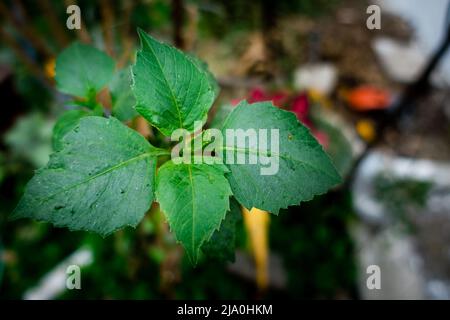 Un primo colpo di erbaccia di Mulberry con sfondo fuori fuoco in un giardino indiano. Fatoua villosa è un'erba annuale della famiglia Moraceae. Foto Stock