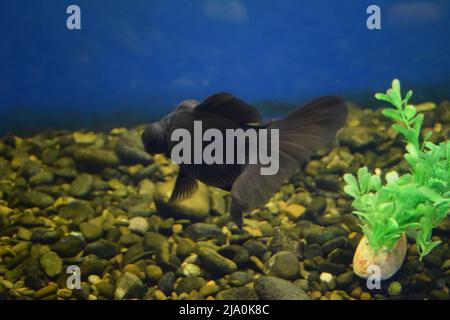 Carassius gibelio forma auratus, cannocchiale nero Goldfish. Fuoco selettivo Foto Stock