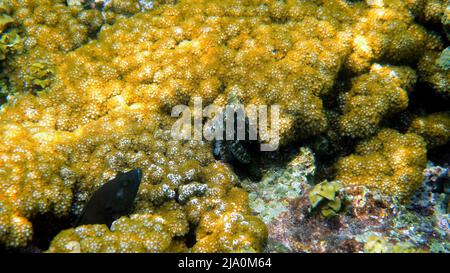 Foto subacquea di piccoli polpi che nuotano in una baia esotica tropicale tra coralli con mare cristallino. Comune polpo barriera corallina camuffata tra alghe e. Foto Stock