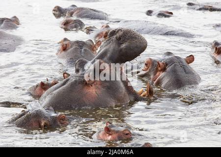 Un gruppo di Hippopotamus (Hippopotamus) che bagna in una libbra del Parco Nazionale del Serengeti Centrale, Tanzania, Africa. Foto Stock