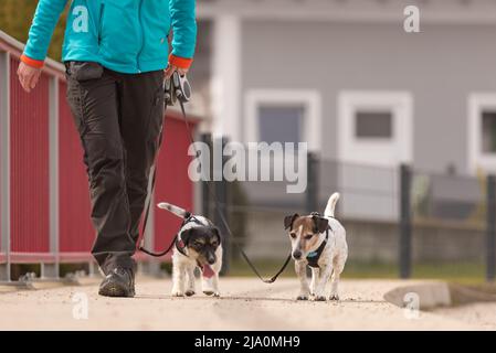 Gestore del cane cammina con il suo piccolo cani su una strada. Due graziosi obbediente Jack Russell Terrier doggy Foto Stock