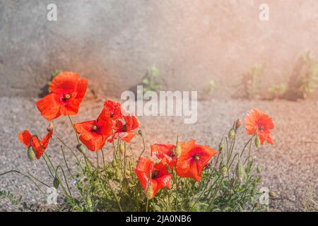 papaveri rossi in fiore lungo la strada in una calda estate Foto Stock