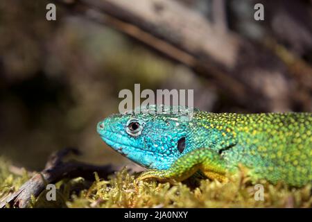 Lizard Verde Occidentale (Lacerta bilineata), Lozere, Francia Foto Stock