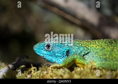 Lizard Verde Occidentale (Lacerta bilineata), Lozere, Francia Foto Stock
