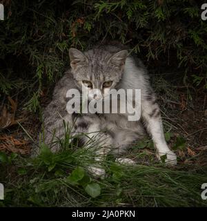 Sofia, Bulgaria - 24.05.2022, Un gatto tabby si siede nel giardino con il fondo scuro dei cespugli di thuja. Foto Stock