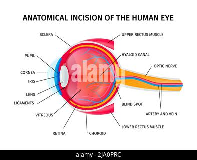 Incisione infografica dell'anatomia del bulbo oculare umano con iscrizione medica dettagliata delle sezioni illustrazione vettoriale Illustrazione Vettoriale