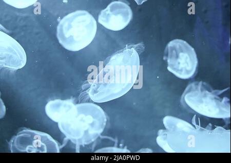 Aurelia aurita chiamato anche jellyfish luna, gelatina di luna o jelly saucer nuoto nel serbatoio di pesce gelatina Aquarium Foto Stock