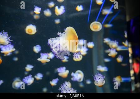 Frittura di meduse d'uovo anche conosciuto come meduse di tuorlo d'uovo, Phacellophora camtschatica nuoto in Acquario Jelly serbatoio di pesce Foto Stock