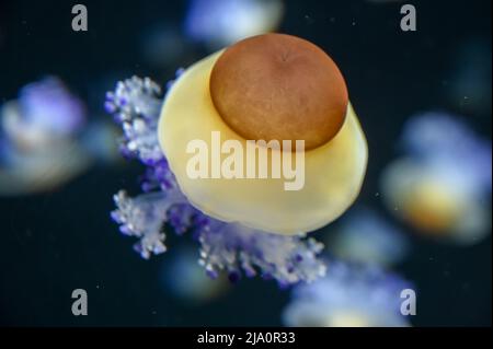 Frittura di meduse d'uovo anche conosciuto come meduse di tuorlo d'uovo, Phacellophora camtschatica nuoto in Acquario Jelly serbatoio di pesce Foto Stock