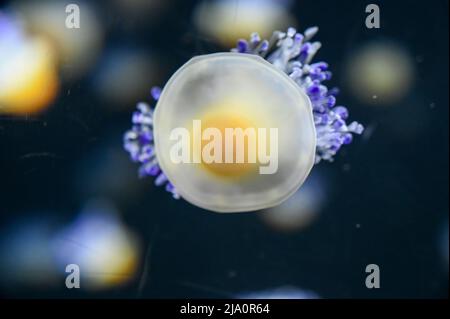 Frittura di meduse d'uovo anche conosciuto come meduse di tuorlo d'uovo, Phacellophora camtschatica nuoto in Acquario Jelly serbatoio di pesce Foto Stock