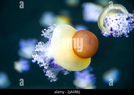 Frittura di meduse d'uovo anche conosciuto come meduse di tuorlo d'uovo, Phacellophora camtschatica nuoto in Acquario Jelly serbatoio di pesce Foto Stock