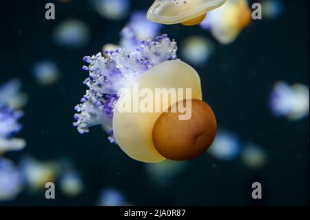 Frittura di meduse d'uovo anche conosciuto come meduse di tuorlo d'uovo, Phacellophora camtschatica nuoto in Acquario Jelly serbatoio di pesce Foto Stock