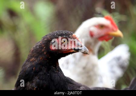 Polli in una fattoria, galline bianche e nere, concetto di pollame Foto Stock