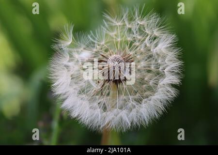 primo piano di una testa di seme di dente di leone soffice contro uno sfondo sfocato, vista dall'alto Foto Stock