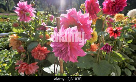 Bellissimi fiori di Dahlia pinnata, noto anche come pinnate, Hypnoticà con sfondo verde Giardino. Foto Stock