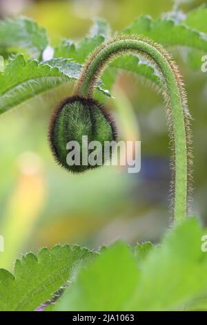 primo piano di un fiore di papavero con sepals ancora chiusi contro uno sfondo sfocato, vista laterale Foto Stock