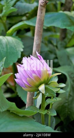 Bellissimi fiori di Dahlia pinnata, noto anche come pinnate, Hypnoticà con sfondo verde Giardino. Foto Stock