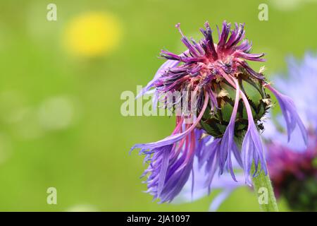 primo piano di un centaurea montana sbiadito con petali che gocciolano su uno sfondo verde sfocato, spazio copia Foto Stock