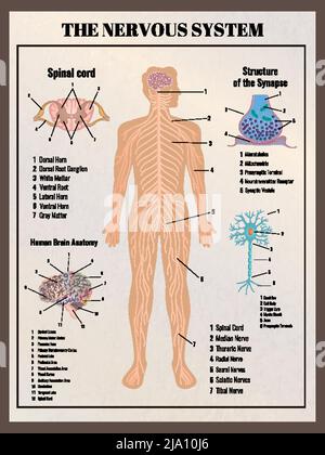 Poster di neurologia con elementi infografici in stile retrò vintage immagini di intarsi del corpo e didascalie di testo modificabili illustrazione vettoriale Illustrazione Vettoriale