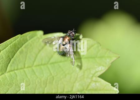 Macro immagine di una Greenbottle Blow-Fly (Lucilia caesar) guardando Skywards da una Sunny Green Leaf contro uno sfondo scuro nel mese di maggio in Galles, Regno Unito Foto Stock