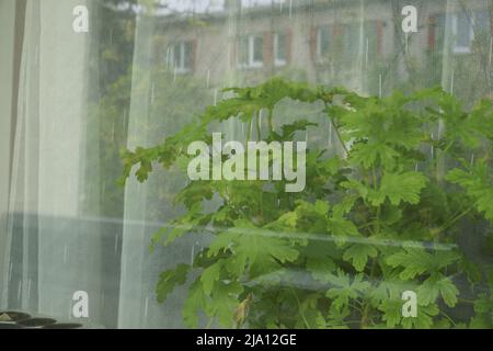 View of the houseplant green leaves through the window glass, which reflects the facade of the house on the street opposite side. The foliage of scent Foto Stock