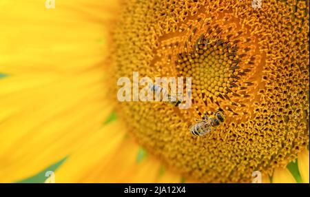 Api sedute sul girasole. Scatto macro Foto Stock