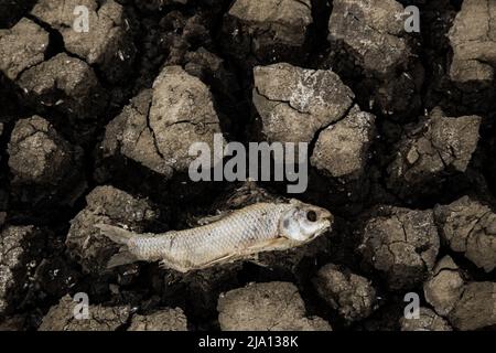 pesce morto su suolo cracked con forma di cuore Foto Stock