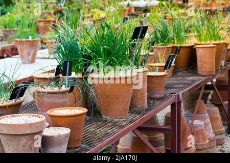 Piante crescenti in vasi di argilla per trapiantare in una serra, giardino botanico. Molti vasi di terracotta in ceramica con erba verde, fiori si trovano all'esterno Foto Stock