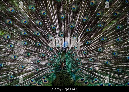 Bandung, Giava Occidentale, Indonesia. 26th maggio 2022. Merak biru (Pavo cristatus) sono visti nel Bandung Zoo Logical Garden, Bandung, Indonesia. Il giardino logico dello Zoo di Bandung è una delle destinazioni turistiche per trascorrere il fine settimana con la famiglia. (Credit Image: © aggi Fabbri Sugita/ZUMA Press Wire) Foto Stock