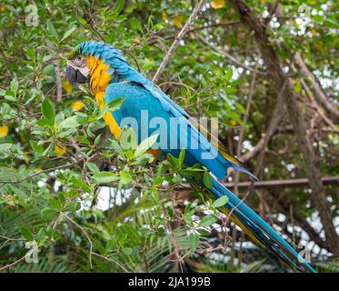 Bellissimo macaw nella foresta. Uccello tropicale in albero. Foto Stock