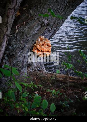 Grande fungo arancione che cresce su un tronco di albero accanto all'acqua all'aperto Foto Stock