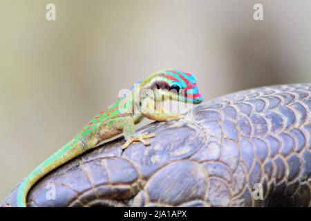Mauritius giorno Gecko alla riserva naturale di Île aux Aigrettes a Mauritius. Foto Stock
